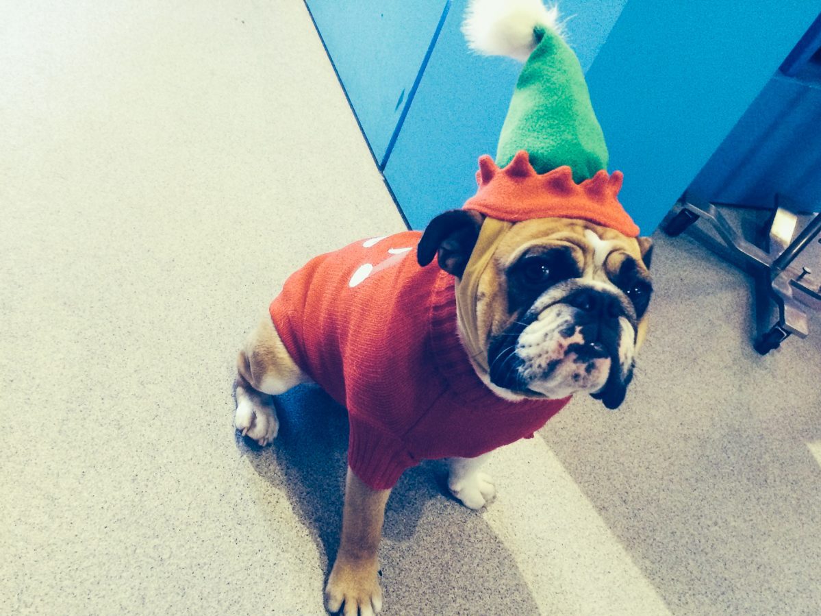 bull dog wearing an elf hat and Christmas sweater